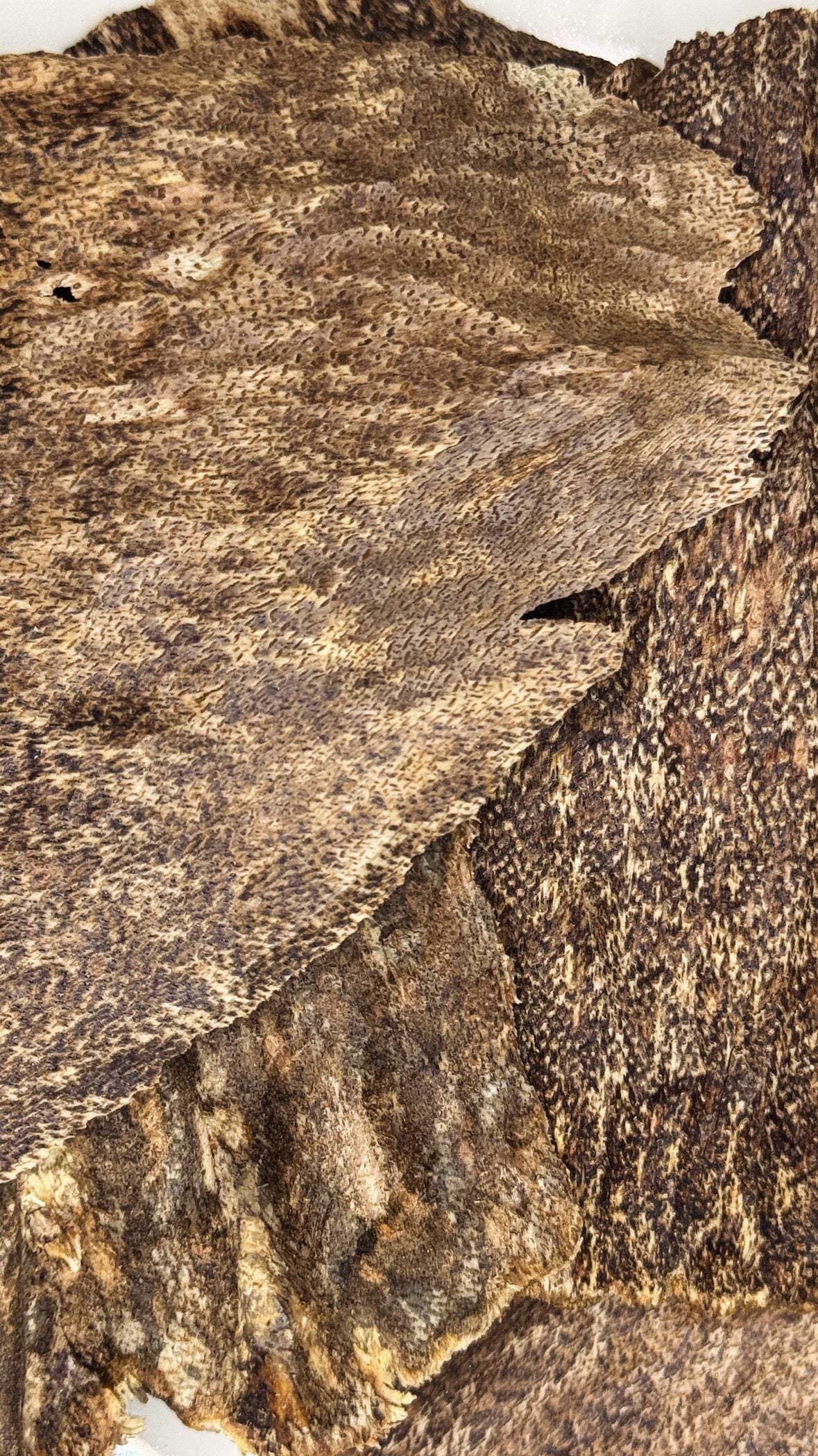 أقراص الجار الهندي